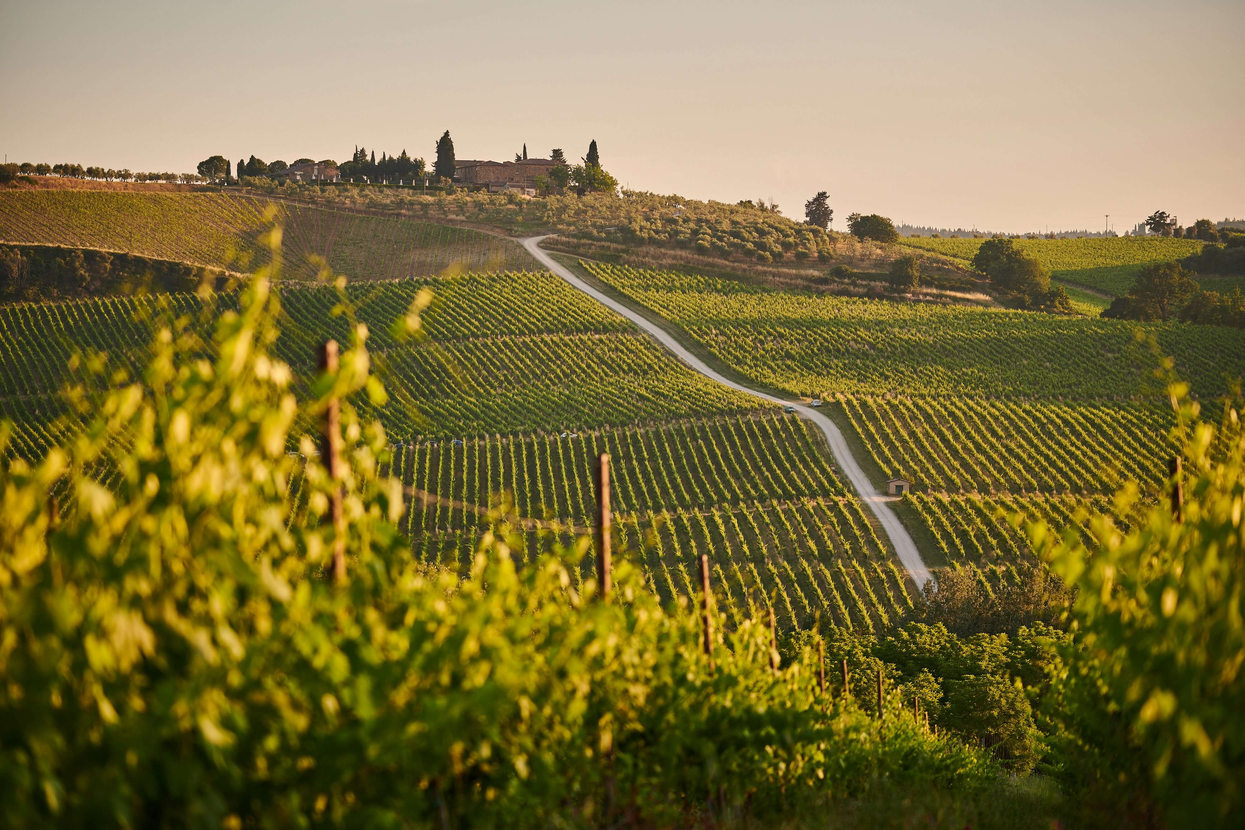 wide-vineyard-view