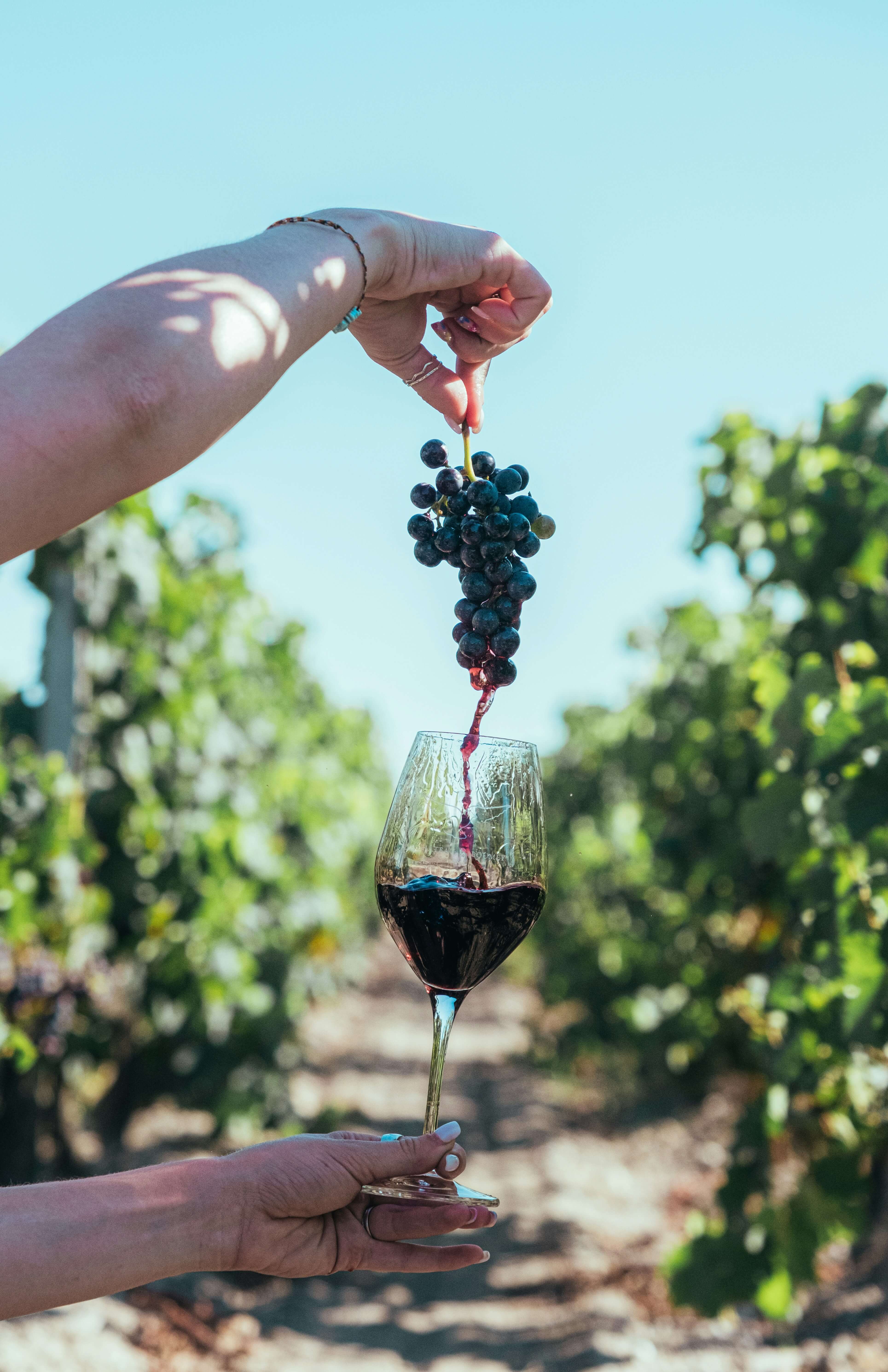 vineyard-view